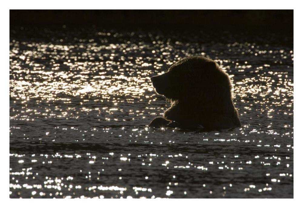 Grizzly Bear in water, Katmai National Park, Alaska-Paper Art-32x22”
