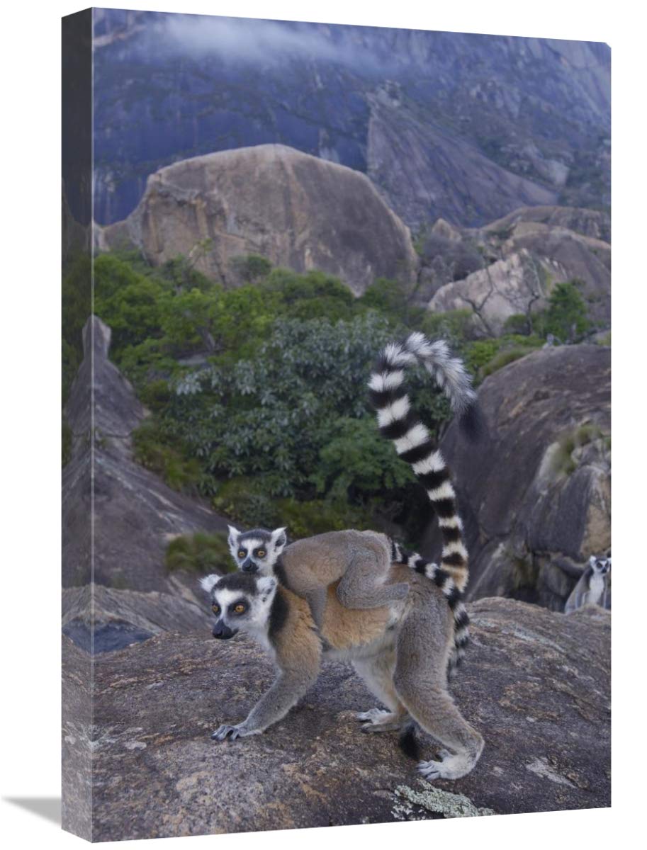 Ring-tailed Lemur and young, near Andringitra Mountains,  Madagascar-Canvas Art-16x24”