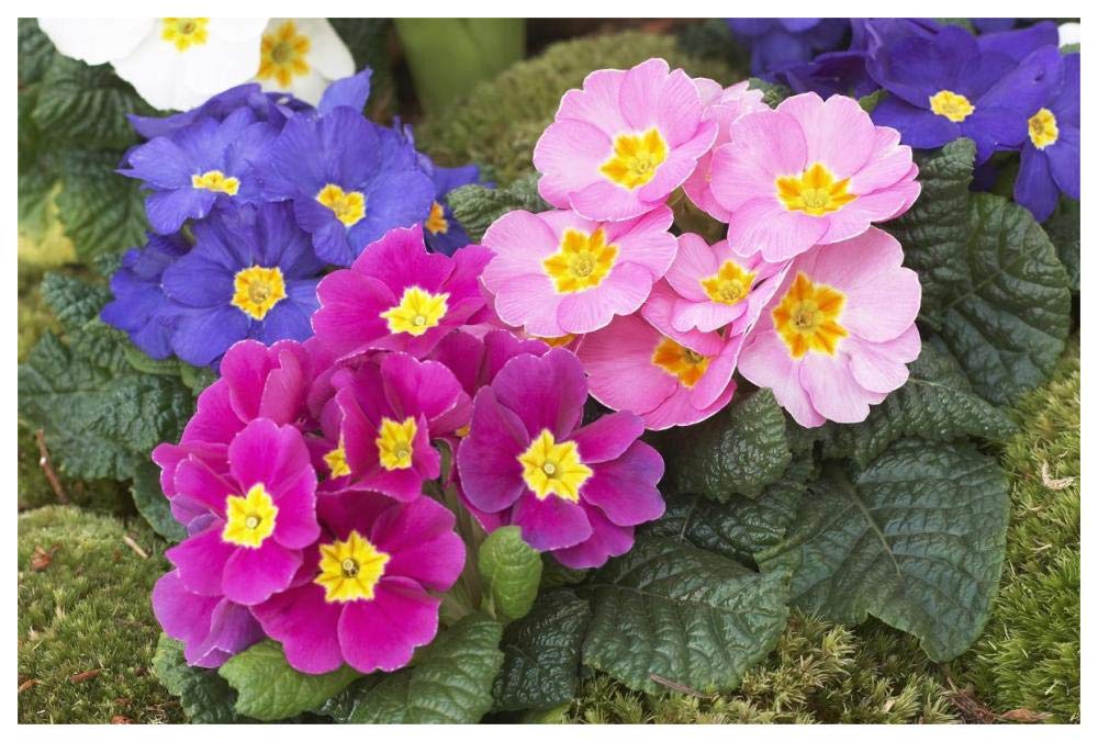 Primrose flowers-Paper Art-62x42”