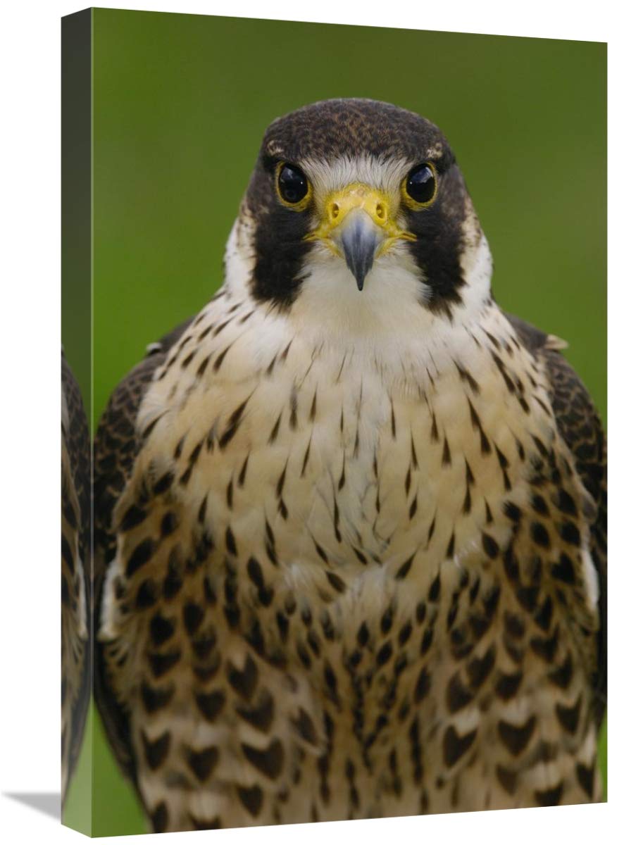 Peregrine Falcon portrait, Ecuador-Canvas Art-16x24”