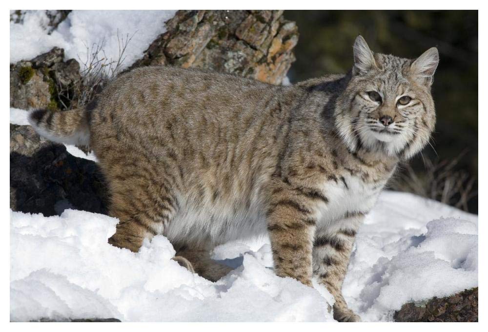 Bobcat in the snow, Kalispell, Montana-Paper Art-50x34”