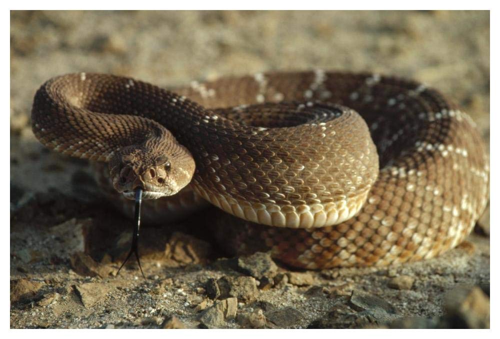 Red Rattlesnake, Baja California, Mexico-Paper Art-50x34”