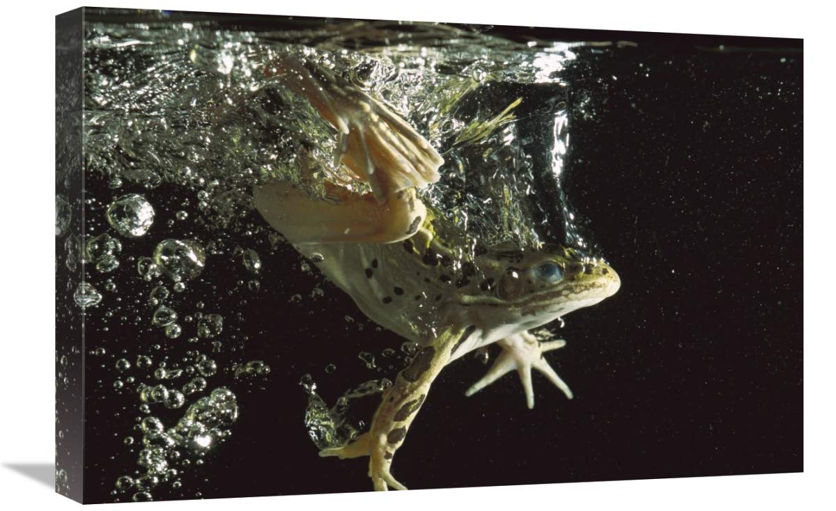 Northern Leopard Frog jumping into water, native to North America-Canvas Art-24x16”