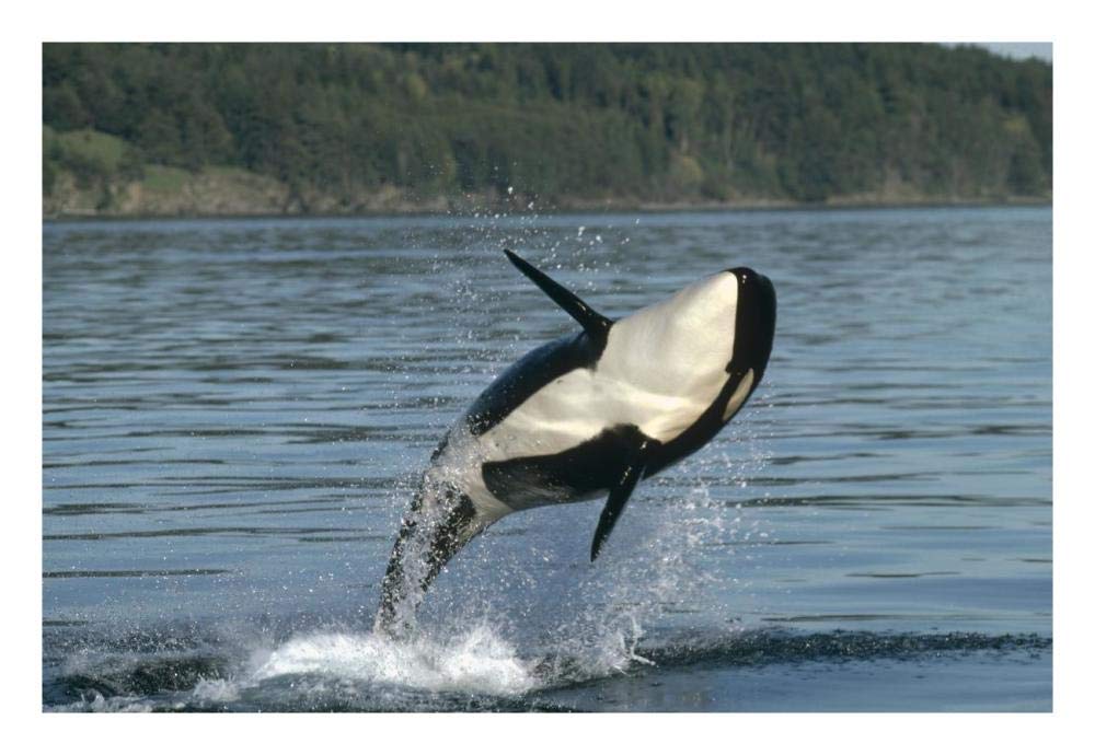 Orca breaching along the Inside Passage, Alaska-Paper Art-26x18”