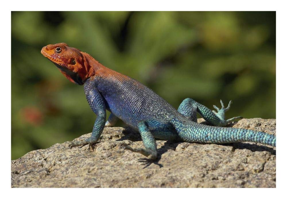 Red-headed Rock Agama male lizard sunning on rock, native to Africa-Paper Art-26x18”
