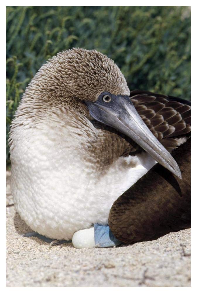 Blue-footed Booby female incubating eggs, Galapagos Islands, Ecuador-Paper Art-34x50”