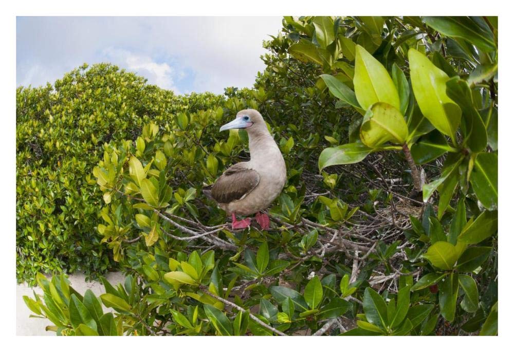 Red-footed Booby perching beside nest in mangroves, Galapagos Islands, Ecuador-Paper Art-32x22”