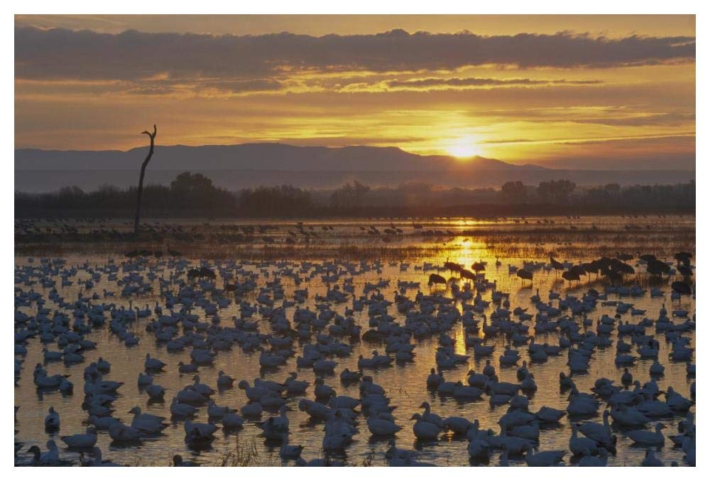 Snow Goose wintering flock at sunrise, Bosque del Apache National Wildlife Refuge, New Mexico-Paper Art-50x34”