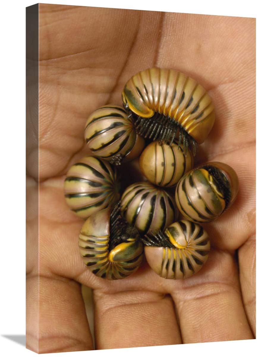 Pill Millipede group from Zombitse Reserve, Madagascar-Canvas Art-16x24”
