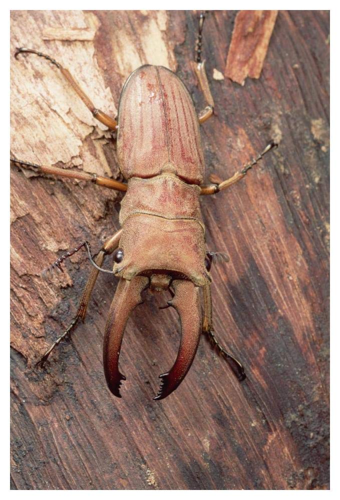Stag Beetle, Sarawak, Borneo-Paper Art-34x50”