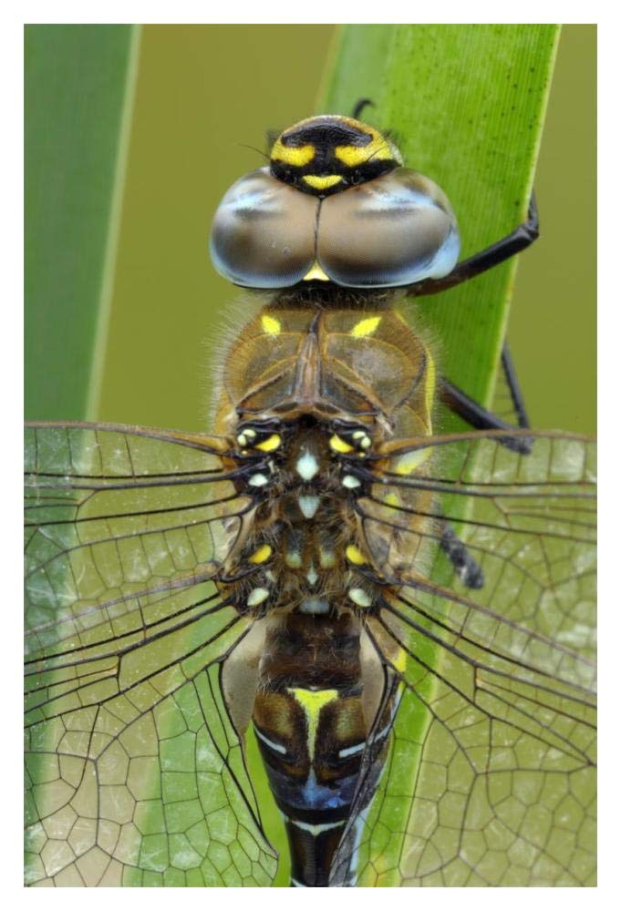 Migrant Hawker Dragonfly, Belgium-Paper Art-14x20”