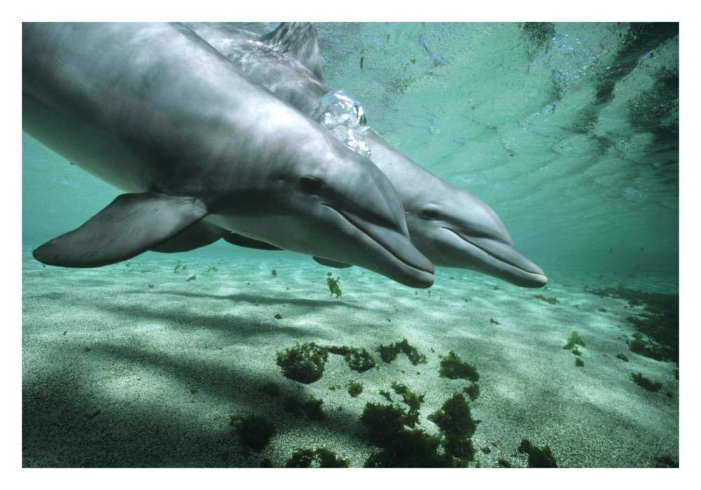 Bottlenose Dolphin pair underwater, Hawaii-Paper Art-32x22”
