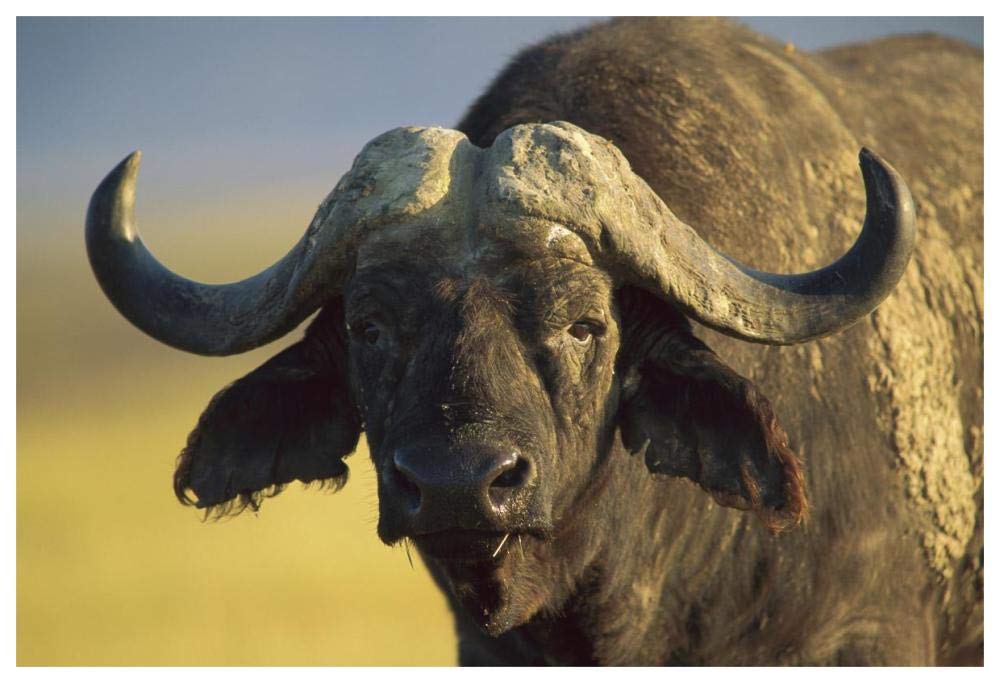 Cape Buffalo portrait, Kenya-Paper Art-62x42”