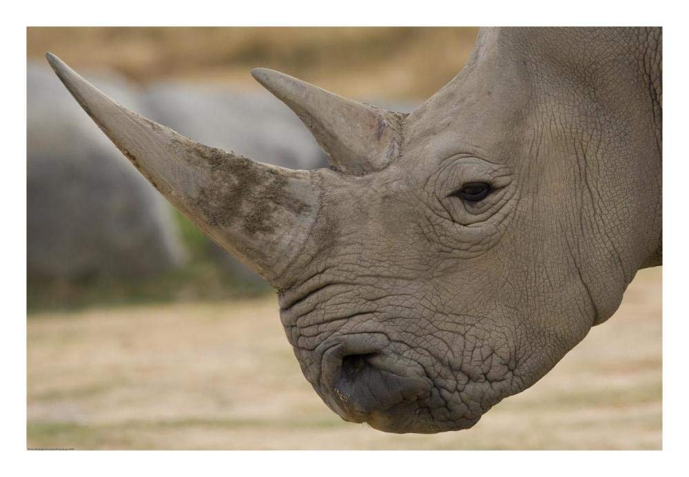 White Rhinoceros portrait showing horns, native to Africa-Paper Art-26x18”