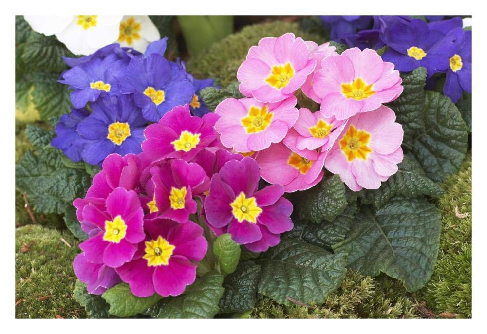 Primrose flowers-Paper Art-32x22”