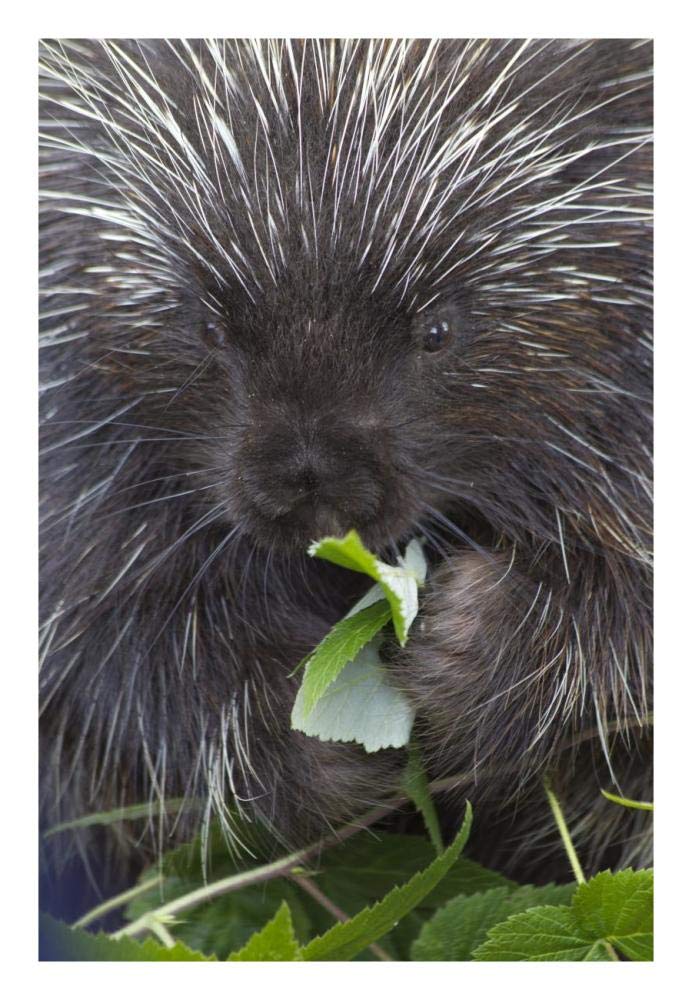Common Porcupine feeding on leaves, Haines, Alaska-Paper Art-18x26”