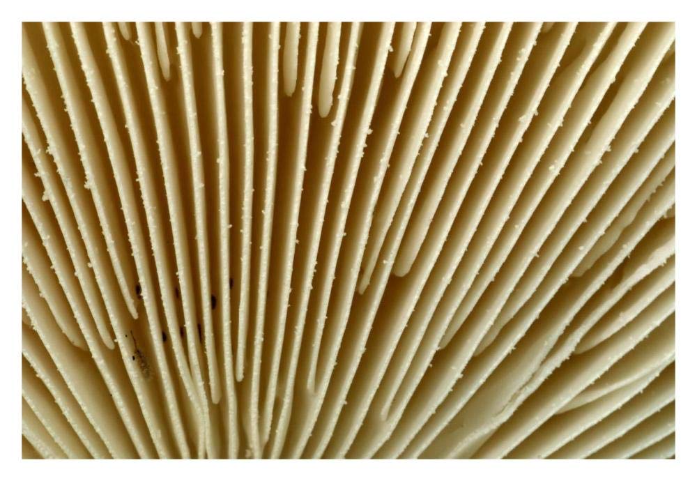 Citron Amanita mushroom detail, Belgium-Paper Art-32x22”