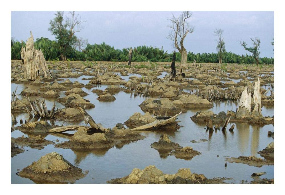 Mangrove in Mahakam Delta 80% destroyed in 2001 because of tiger shrimp farm, East Kalimantan, Indonesia-Paper Art-26x18”