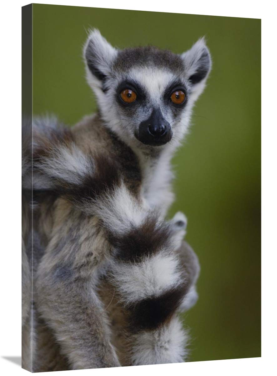 Ring-tailed Lemur portrait,  Berenty Reserve,  Madagascar-Canvas Art-20x30”