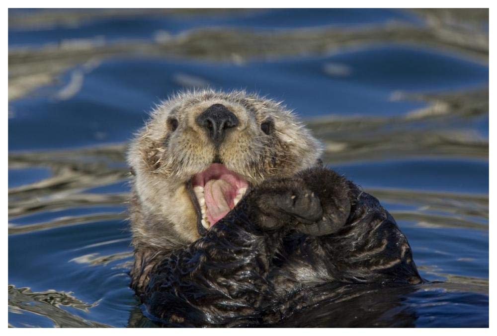 Sea Otter yawning, Monterey Bay, California-Paper Art-62x42”