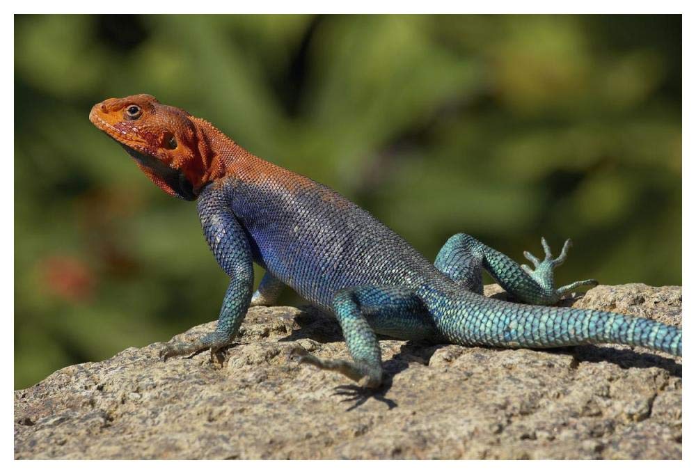 Red-headed Rock Agama male lizard sunning on rock, native to Africa-Paper Art-50x34”