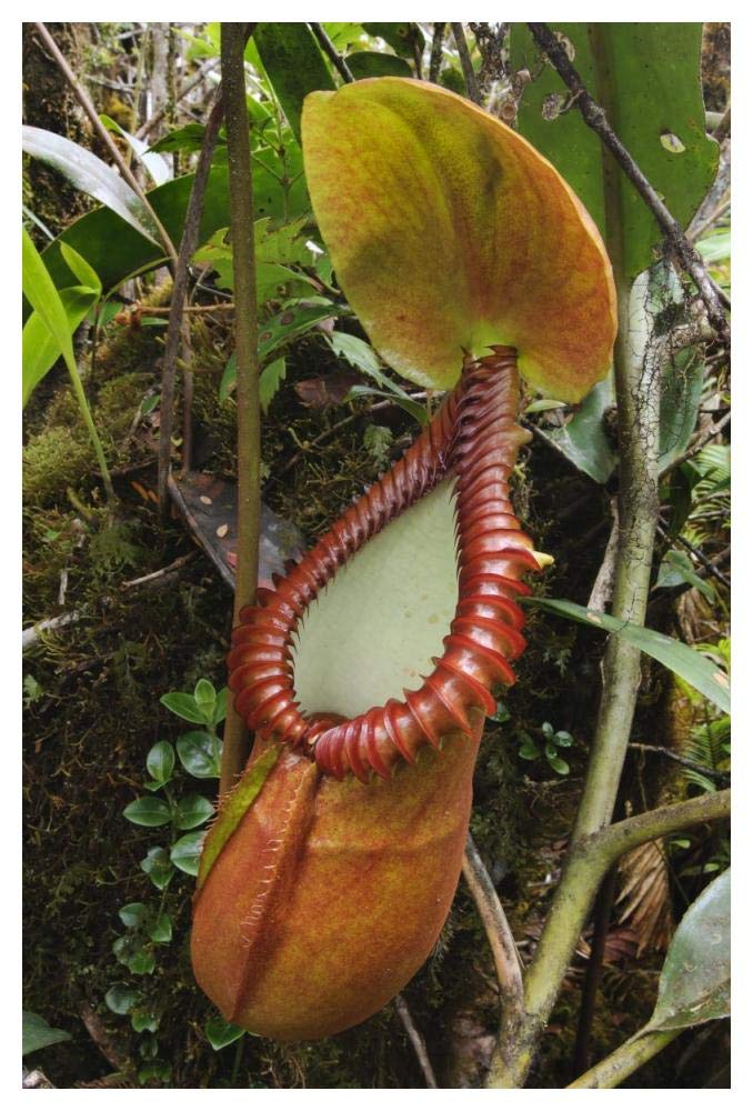 Pitcher Plant pitcher, Gunung Trus Madi, Sabah, Borneo, Malaysia-Paper Art-34x50”