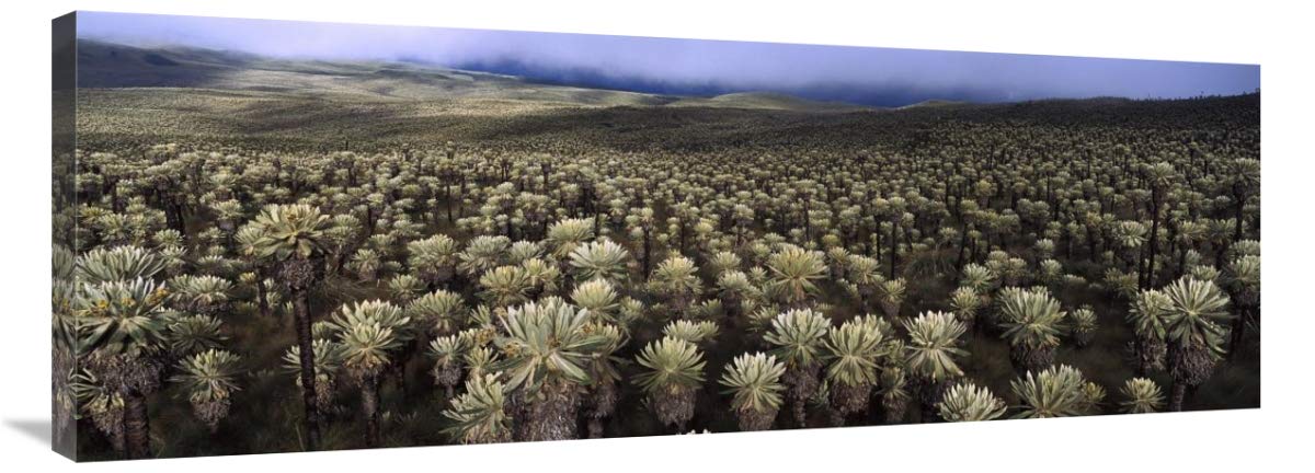 Paramo Flower field, El Angel Reserve, northeastern Ecuador-Canvas Art-44x16.28”