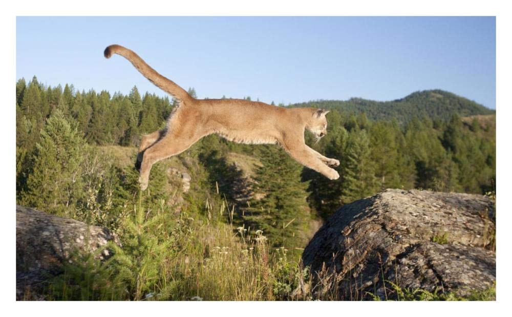 Mountain Lion jumping, Montana. Sequence 1 of 2-Paper Art-32x19.7”