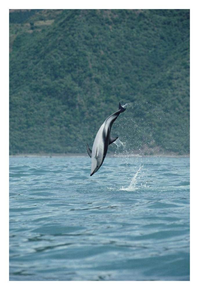 Dusky Dolphin jumping, Kaikoura, New Zealand-Paper Art-22x32”
