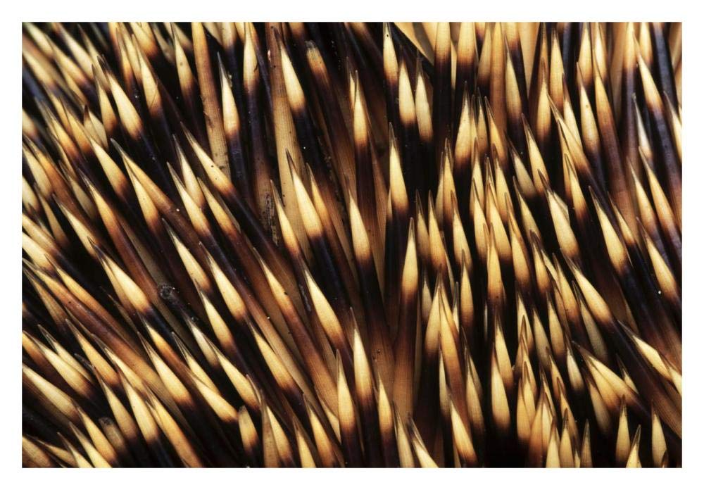 Brown-breasted Hedgehog detail of spines, Europe-Paper Art-32x22”