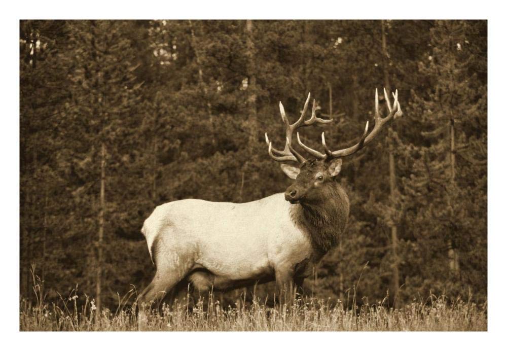 Elk or Wapiti male portrait, North America - Sepia-Paper Art-26x20”
