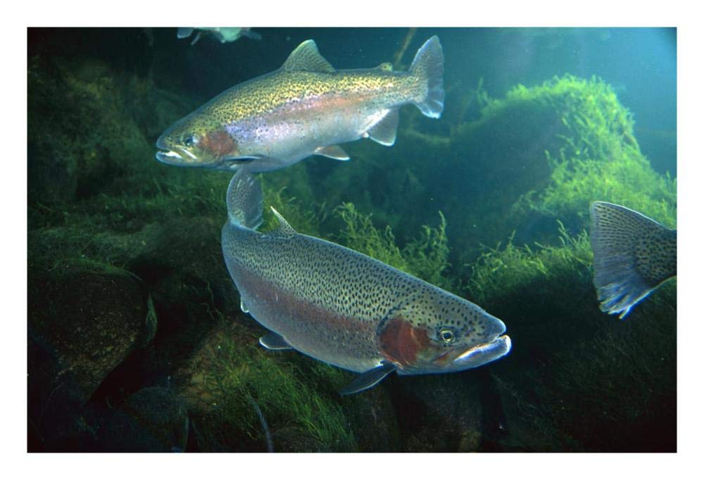 Rainbow Trout pair underwater in Utah-Paper Art-26x18”