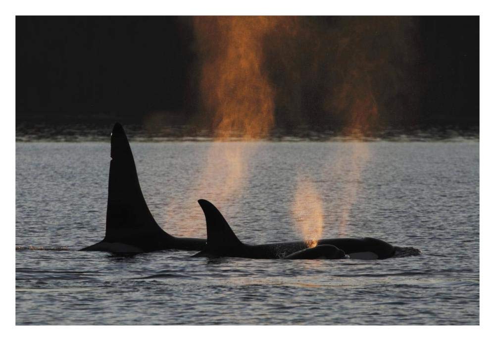Orca resident pod spouting, Prince William Sound, Alaska-Paper Art-32x22”