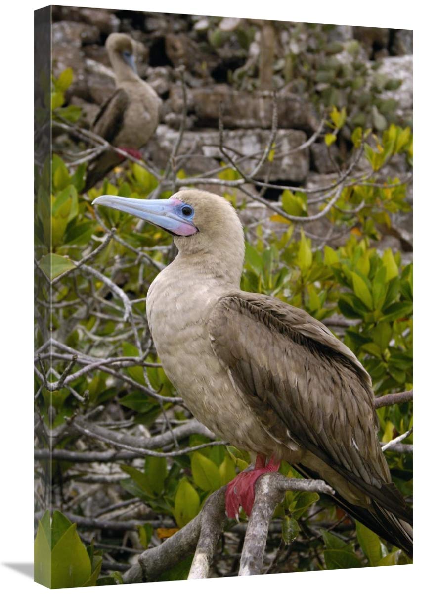 Red-footed Booby , Tower Island, Galapagos Islands, Ecuador-Canvas Art-20x30”