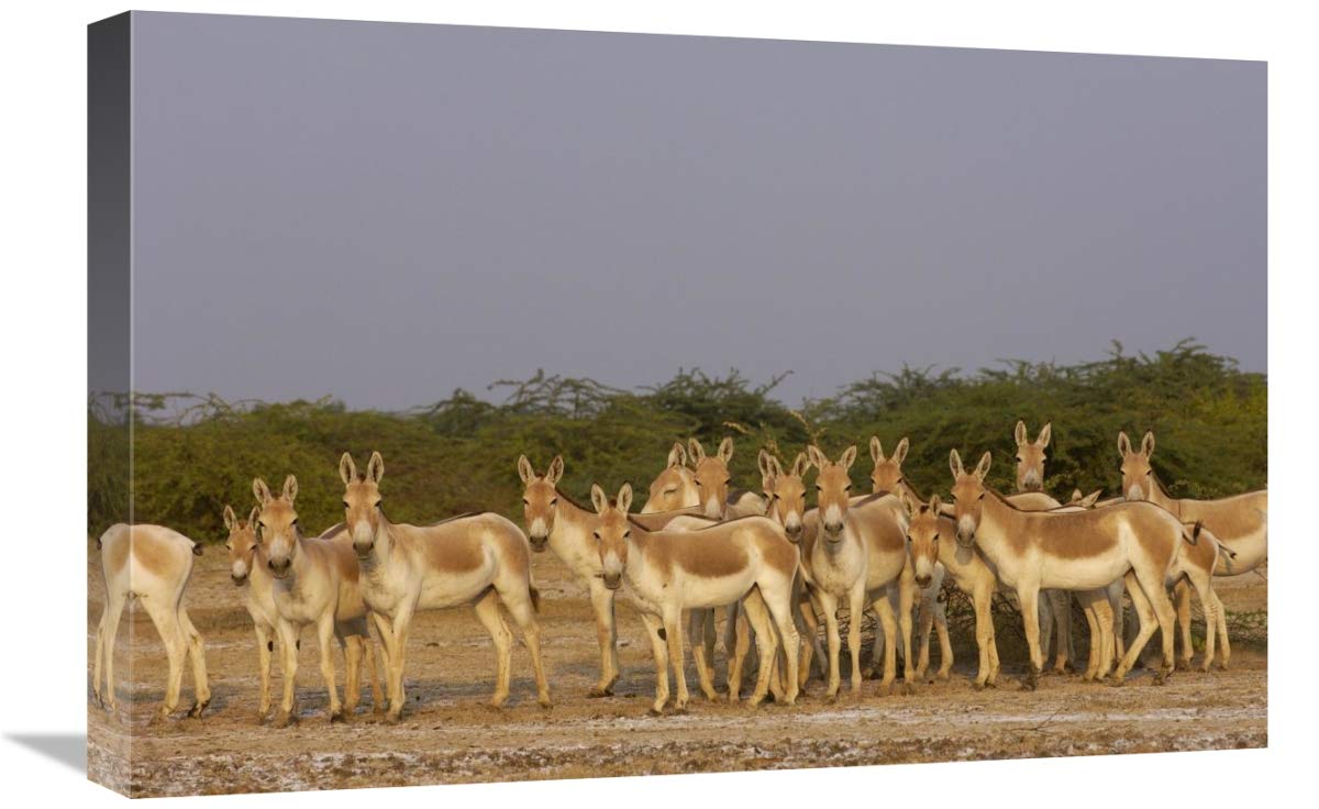 Indian Wild Ass herd in arid habitat, Rann of Kutch, Gujarat, India-Canvas Art-24x16”