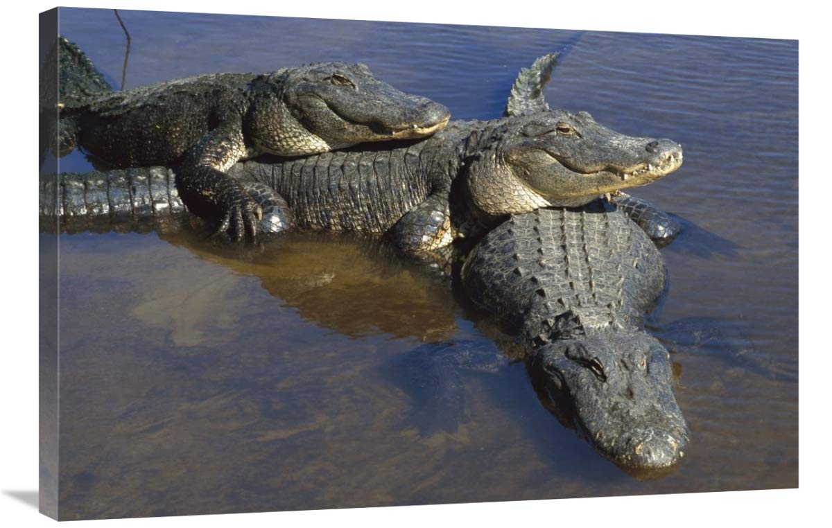 American Alligator three adults, laying in shallow water, Florida-Canvas Art-36x24”
