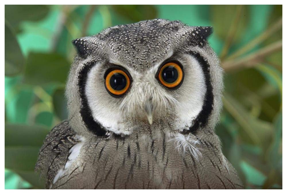 Southern White-faced Owl portrait, native to southern Africa-Paper Art-62x42”