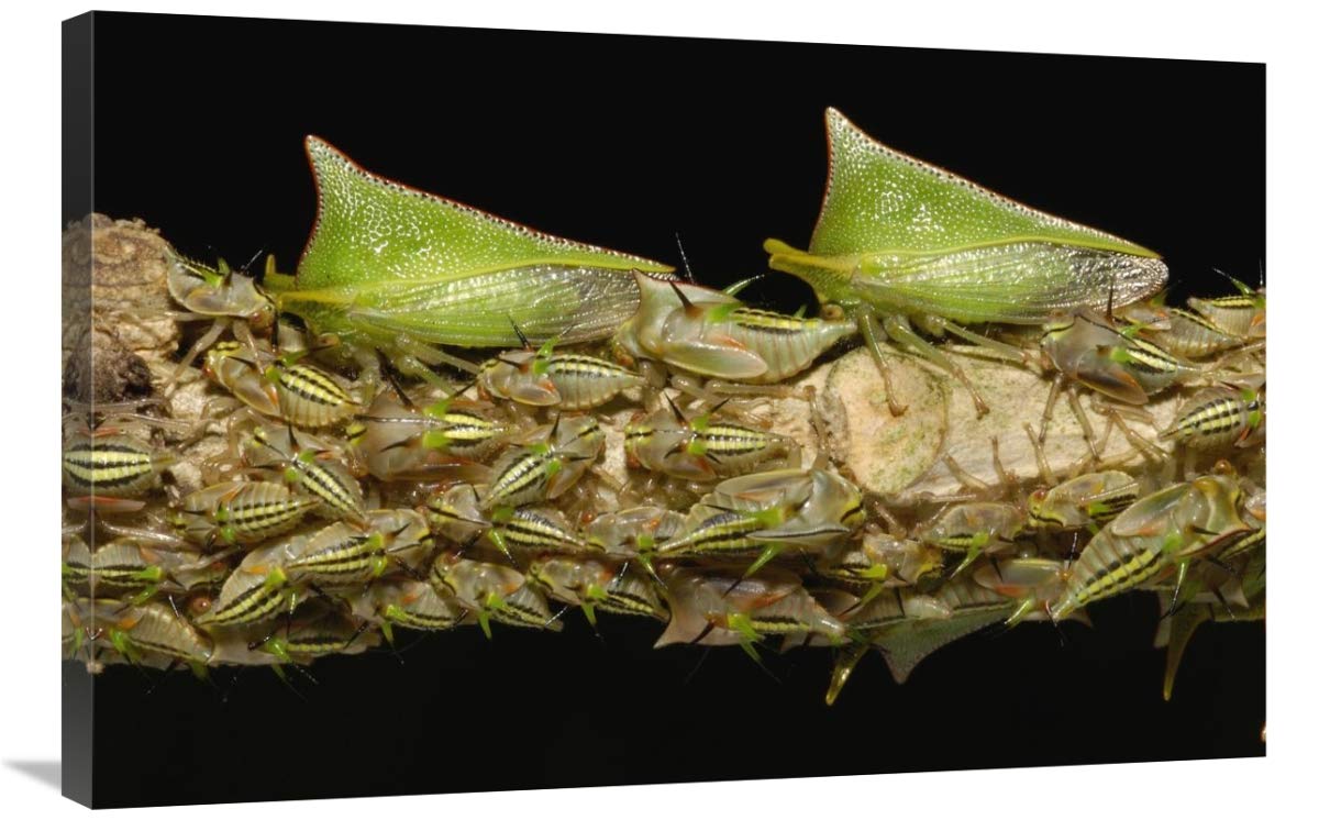 Treehopper adults and nymphs, Mindo cloud forest,  Andes, Ecuador-Canvas Art-36x24”