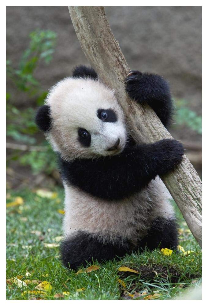 Giant Panda cub, native to China-Paper Art-34x50”