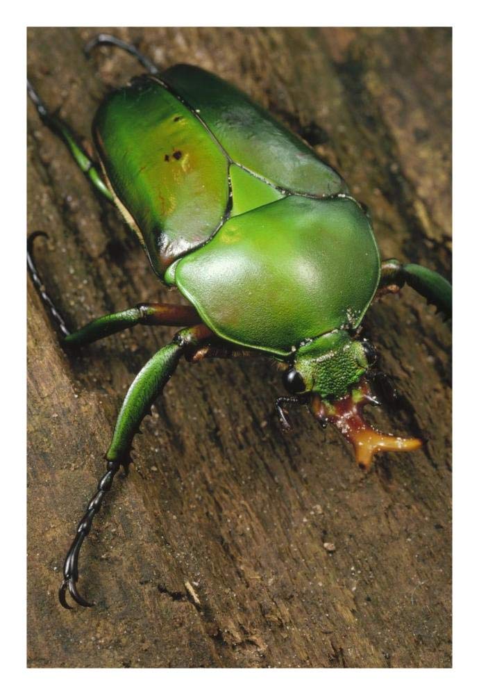 June Beetle portrait, Reserve De Campo, Cameroon-Paper Art-18x26”