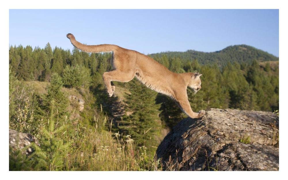 Mountain Lion jumping, Montana. Sequence 2 of 2-Paper Art-32x20”