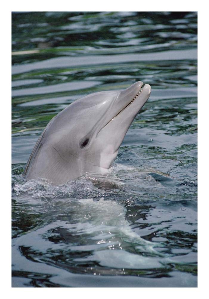 Bottlenose Dolphin portrait-Paper Art-18x26”