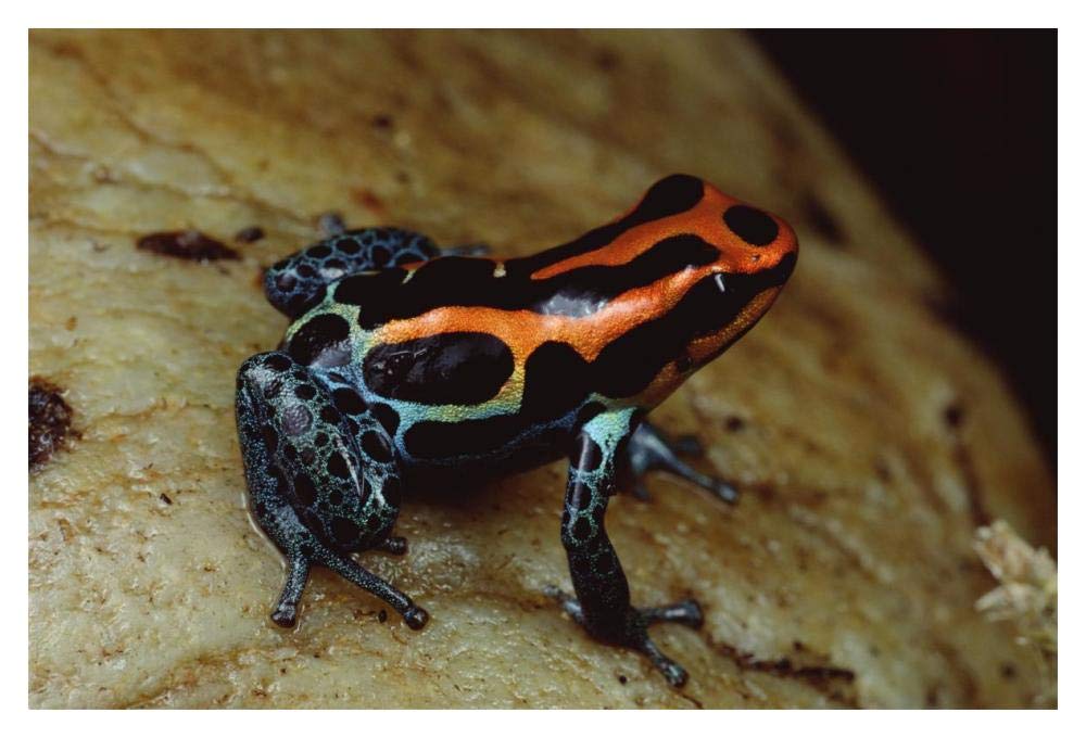 Rio Madeira Poison Frog, Peruvian lowlands-Paper Art-20x14”
