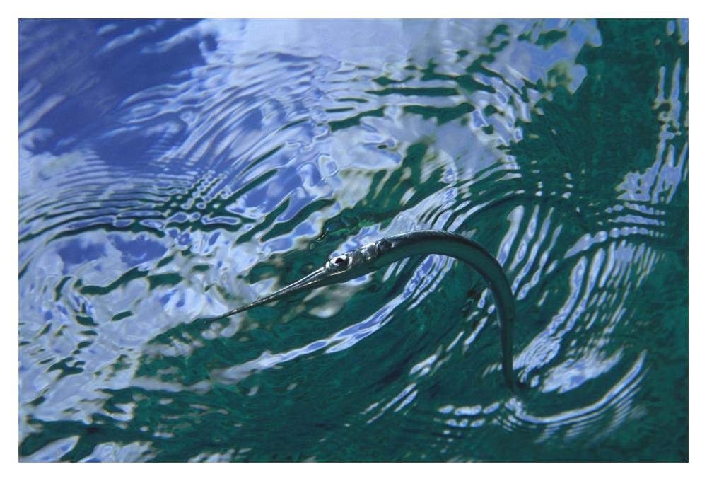Needlefish on water surface, Bonaire, Netherland Antilles-Paper Art-20x14”