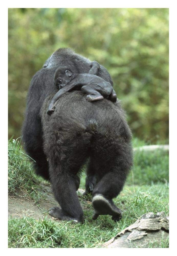 Western Lowland Gorilla mother walking away with 48 day old baby on back, native to Africa-Paper Art-22x32”
