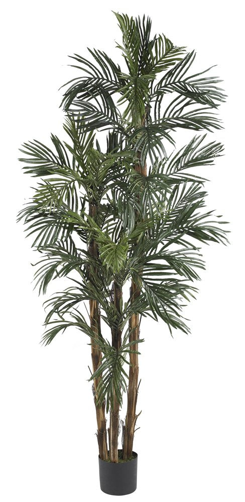 6 Robellini Palm Silk Tree