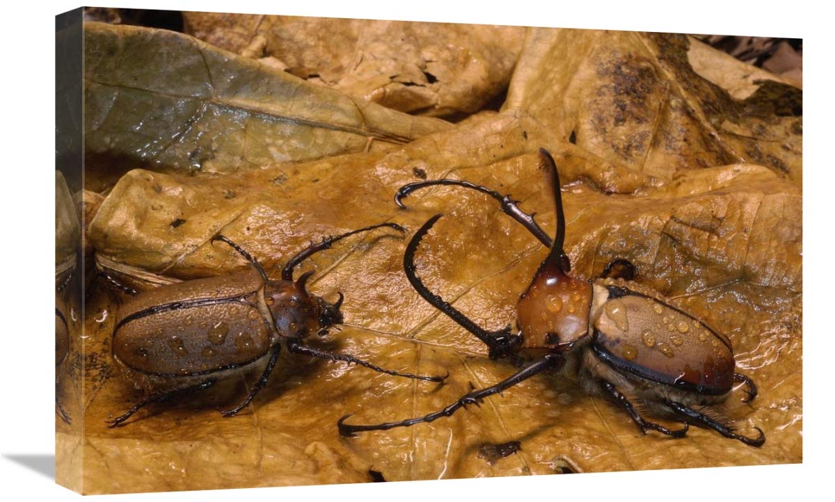 Caliper Beetle male and female camouflaged leaves, Andes Mountains, Ecuador-Canvas Art-24x16”