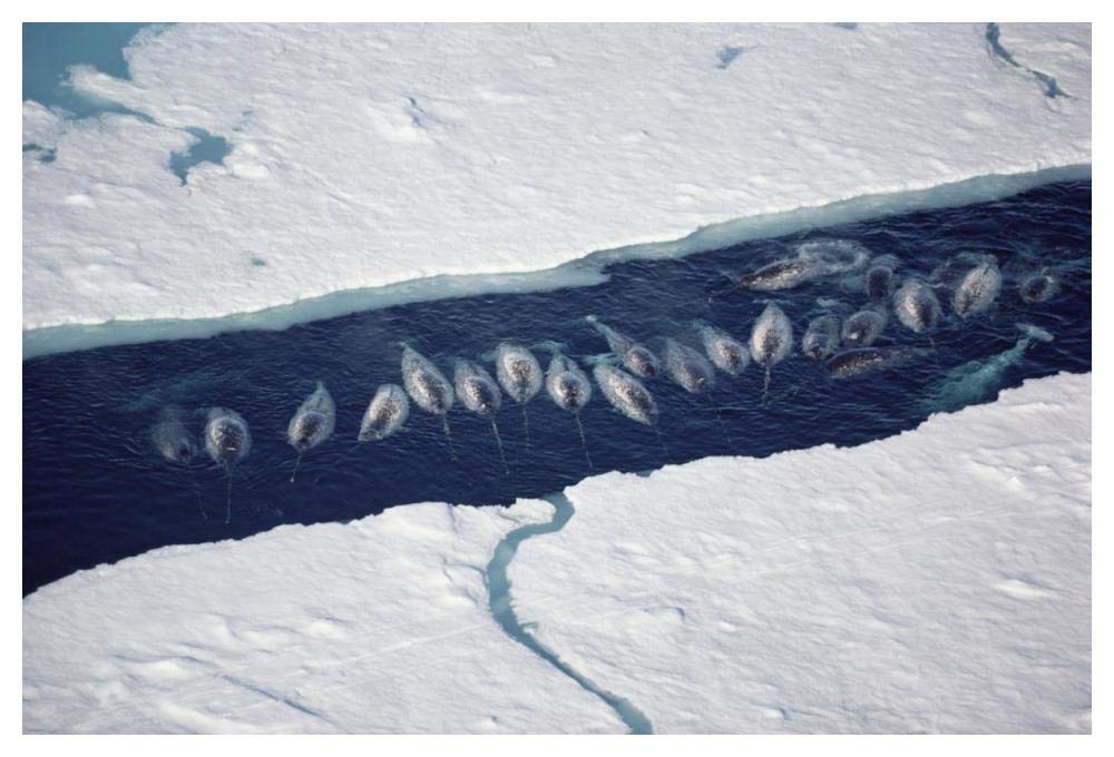 Narwhal group in ice break-Paper Art-50x34”