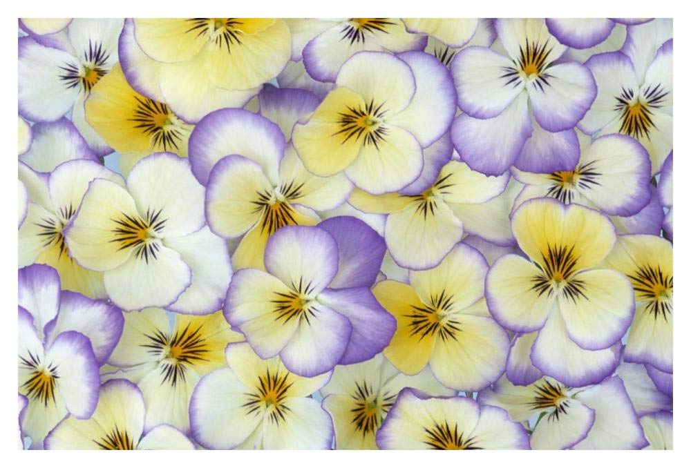 Violet flowers in white, yellow and purple, Europe and North America-Paper Art-20x14”