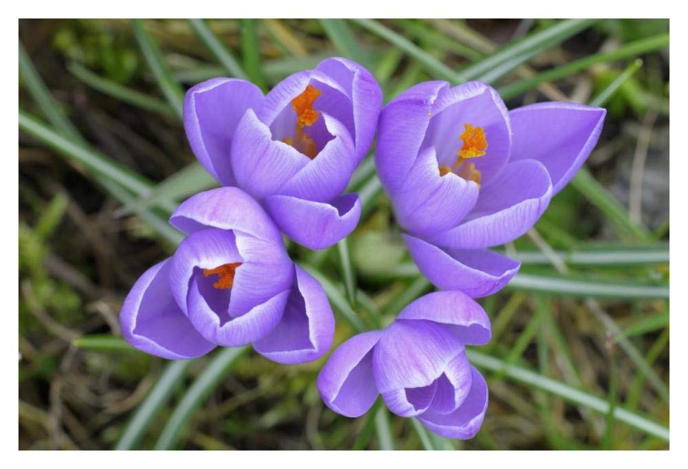 Spring Crocus-Paper Art-38x26”